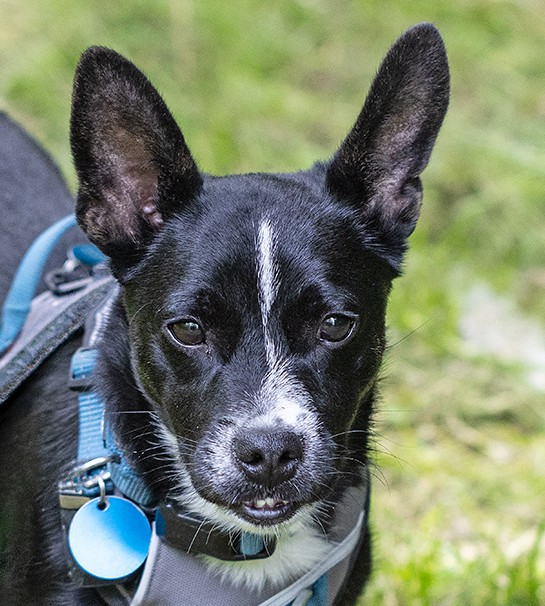 Tako